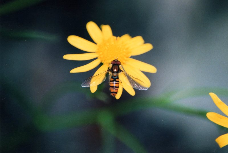 Eristalis tenax? No, Episyrphus balteatus